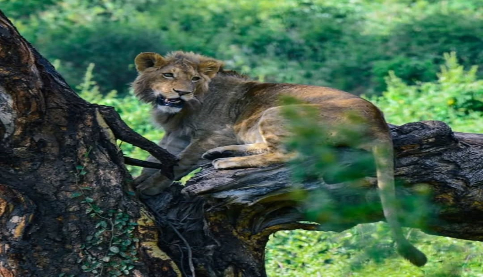 Days Tanzania Private Safari 