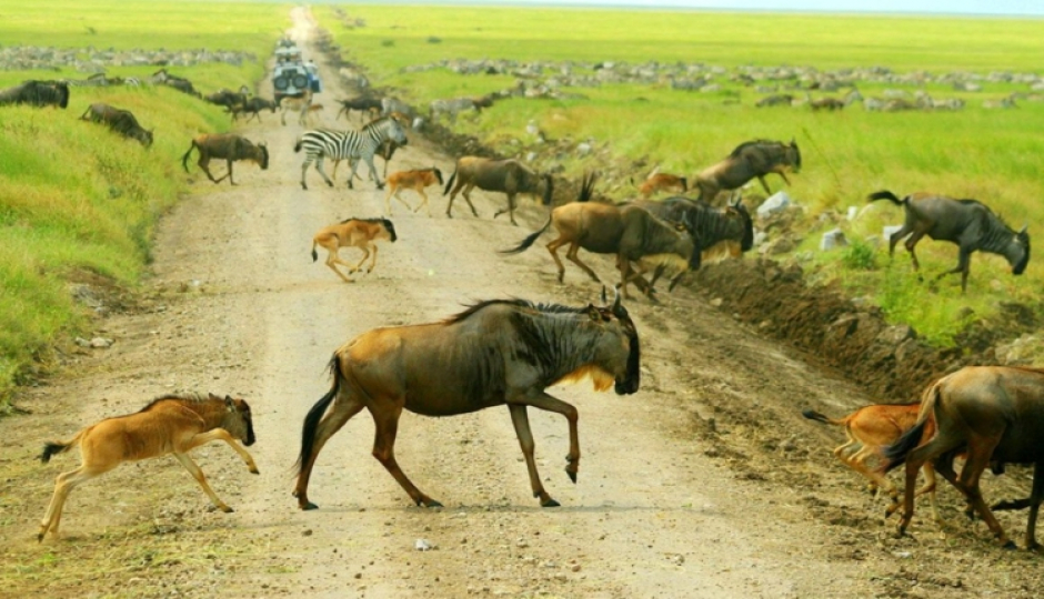 Slides Images for 5-Day Tanzania Camping Safari Adventure