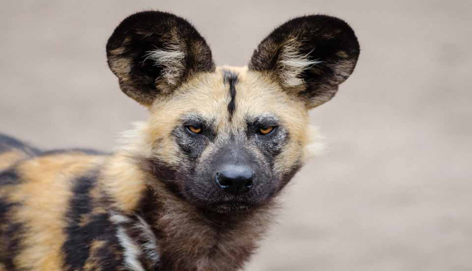 Slides Images for Ultimate 4-Day Tanzania Safari Adventure