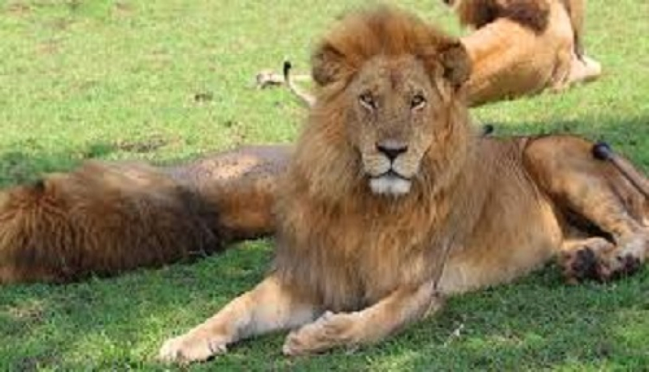 Best 2-Days Tanzania Safari