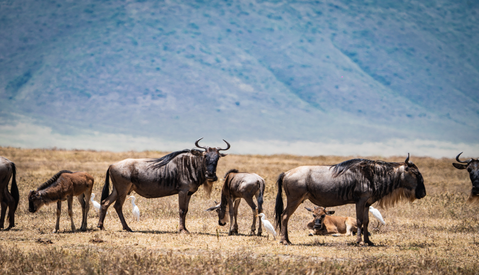 7 Days Tarangire, Serengeti And Ngorongoro Safari