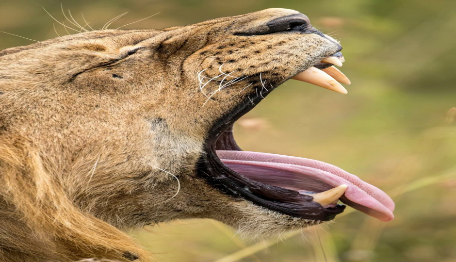 Slides Images for Fly In Serengeti And Ngorongoro Camping Safari