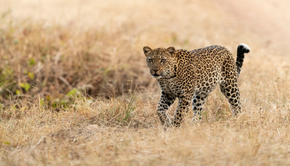 Slides Images for  6-Day Private Wildlife Safari Journey