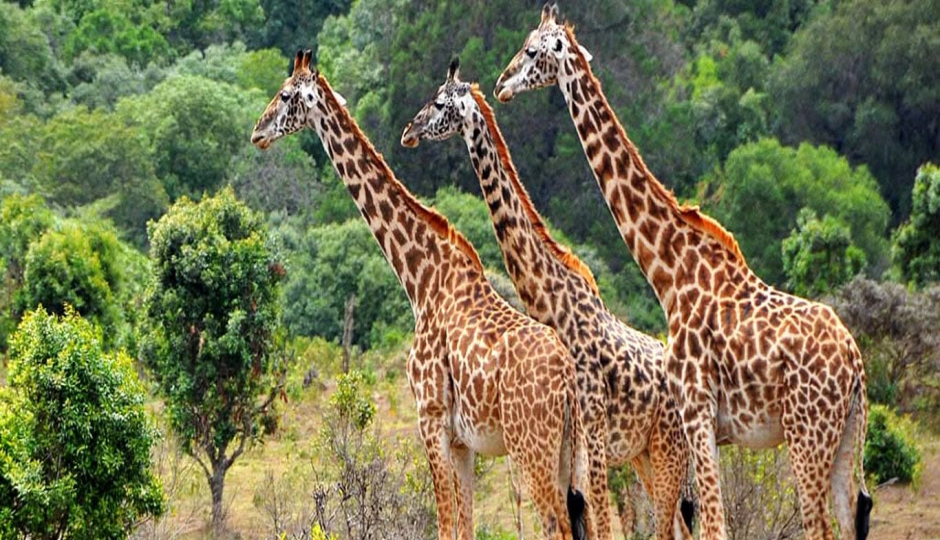 Slides Images for Day Mikumi National Park Safari By Train From Dar Es Salaam