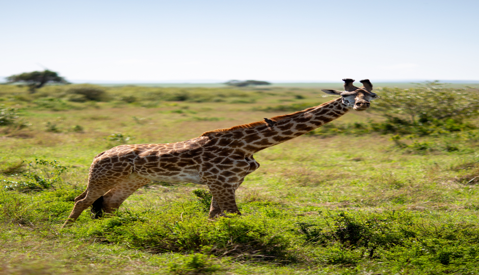 Slides Images for 2 Days Tanzania Safari