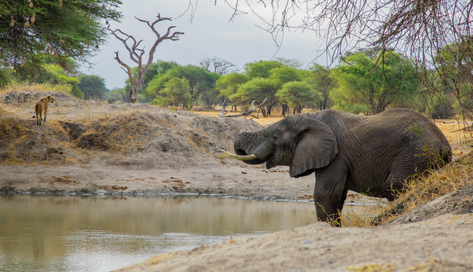 Slides Images for Best 2 Day Safari From Zanzibar