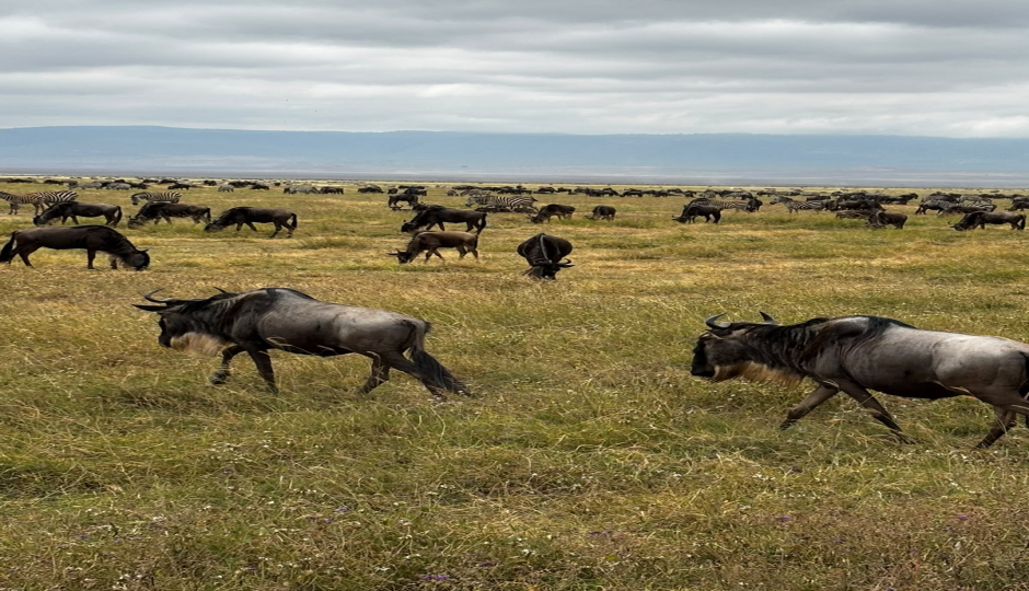 Slides Images for Journey Of The Wildebeest - Luxury