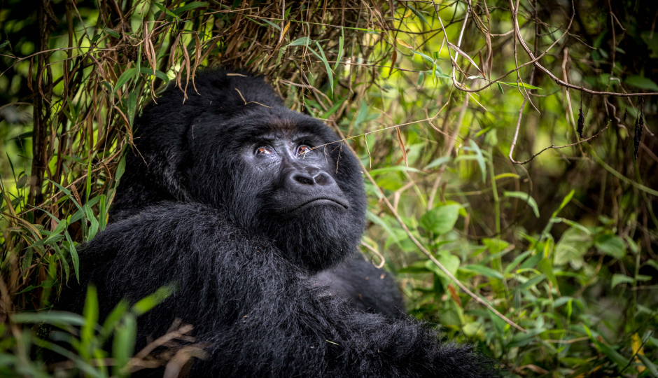 9-Days Gorilla For People With Disability(deaf)