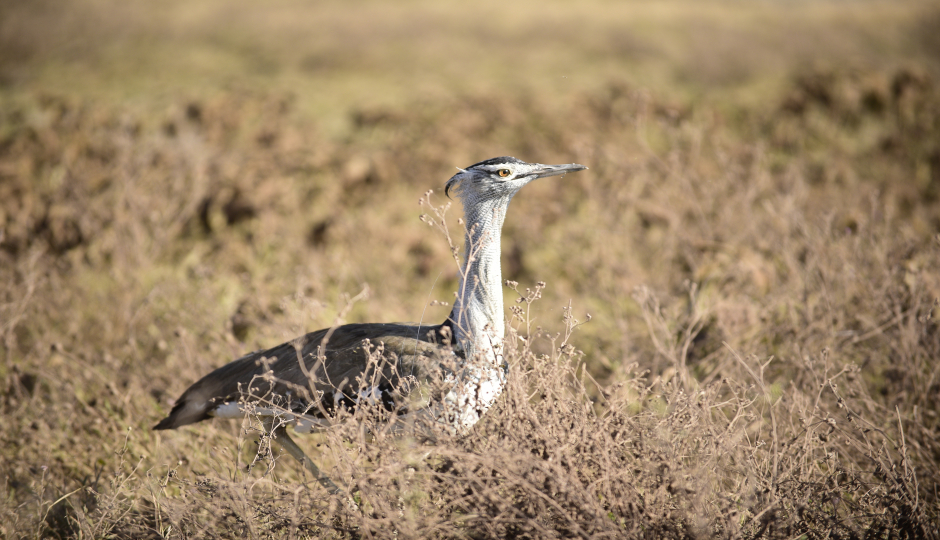 Group Tour To Tarangire, Serengeti, Ngorongoro