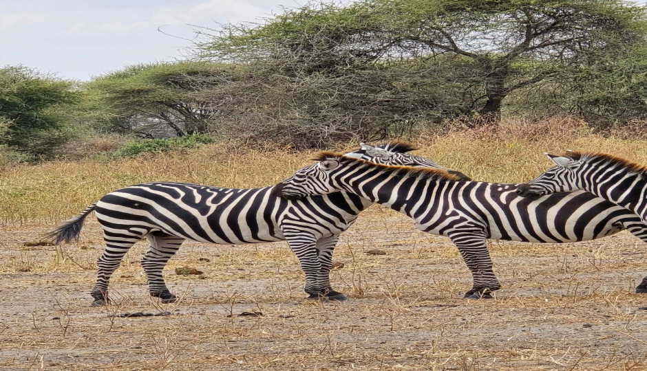 Slides Images for Intimate 2-Day Big Five Safari – Camping Experience