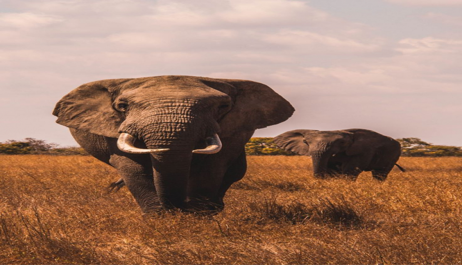 5- Day Fly-in Safari From Zanzibar.