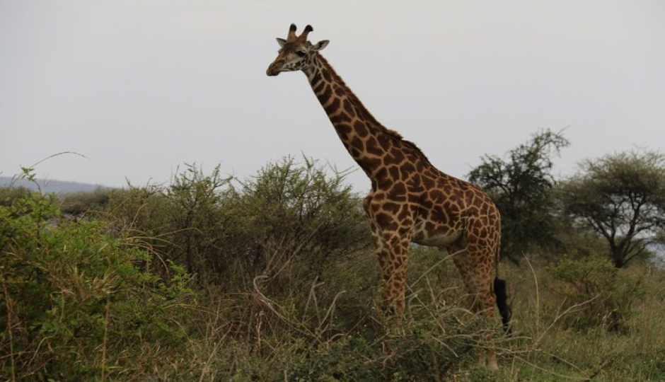 Slides Images for 3-Day Great Migration (southern Serengeti & Ngorongoro)