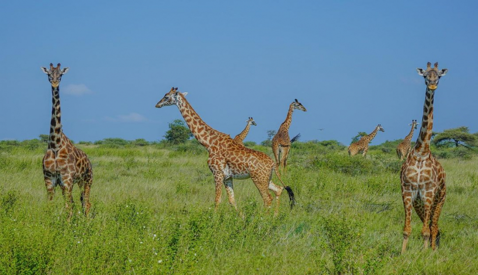 Slides Images for Tarangire, Manyara And Ngorongoro Safari