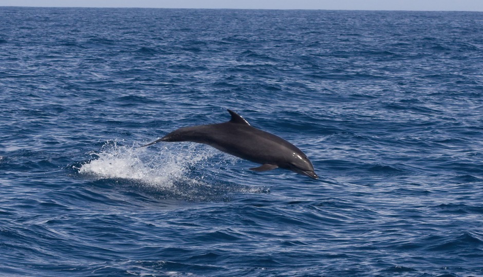 Kizimkazi Dolphin Tour In Zanzibar 2025-2026