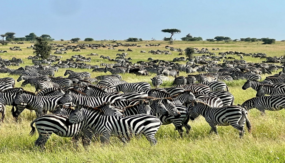 Slides Images for 3-Day Great Migration (southern Serengeti & Ngorongoro)