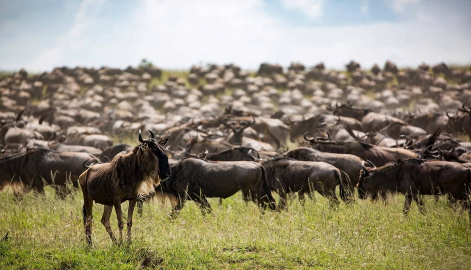 Slides Images for Witness The Great Migration-northern Serengeti
