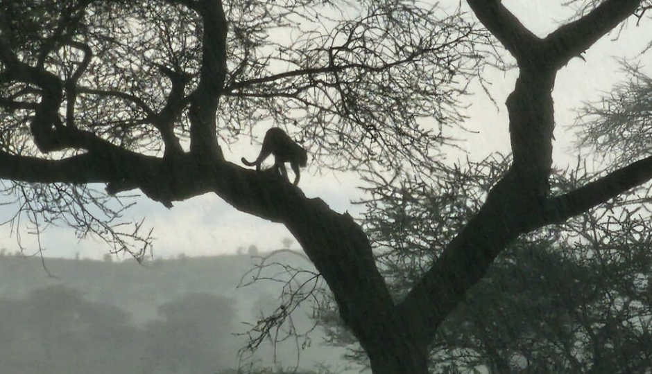 Slides Images for 8 Days Nakuru, Masai Mara, Serengeti, Ngorongoro & Amboseli Safari: