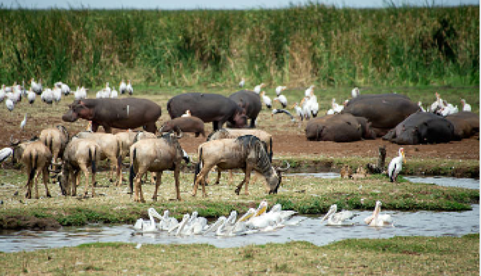 Slides Images for Best 6 Days Tanzania Safari To Top 4 Parks