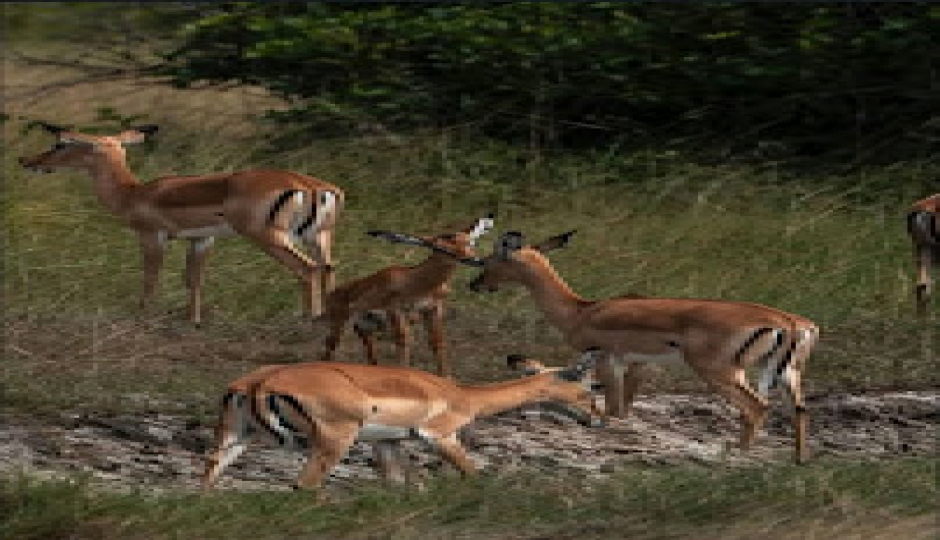 Slides Images for Lake Manyara National Park Day Trip