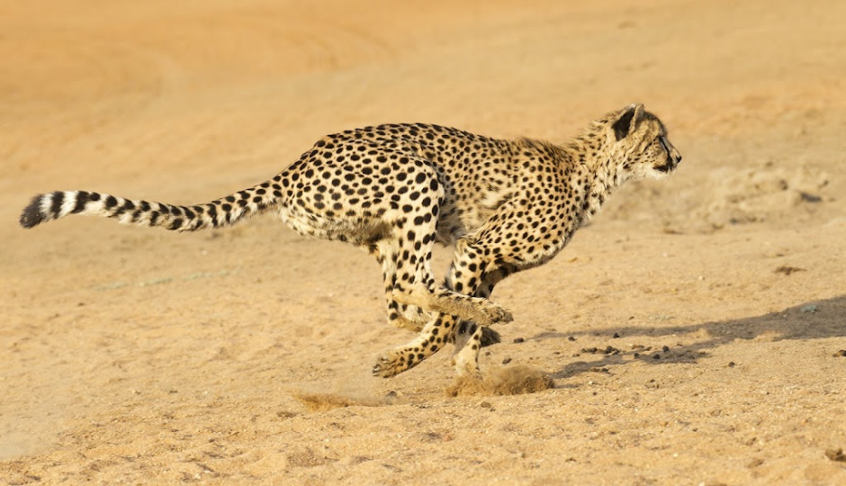 Slides Images for High-end Tanzania Safari