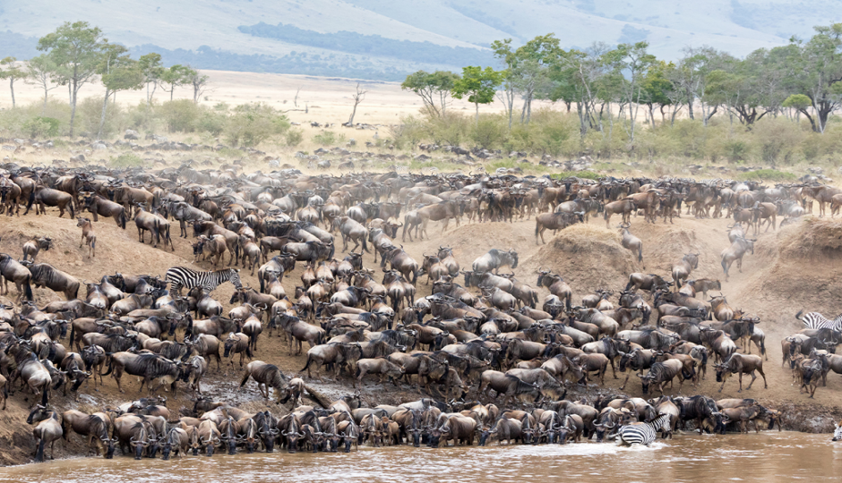Tanzania 7 Days Migration Safari