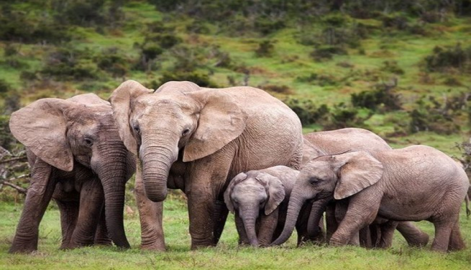 8 Days Lalibela, Chebera Churchura Safari Tour