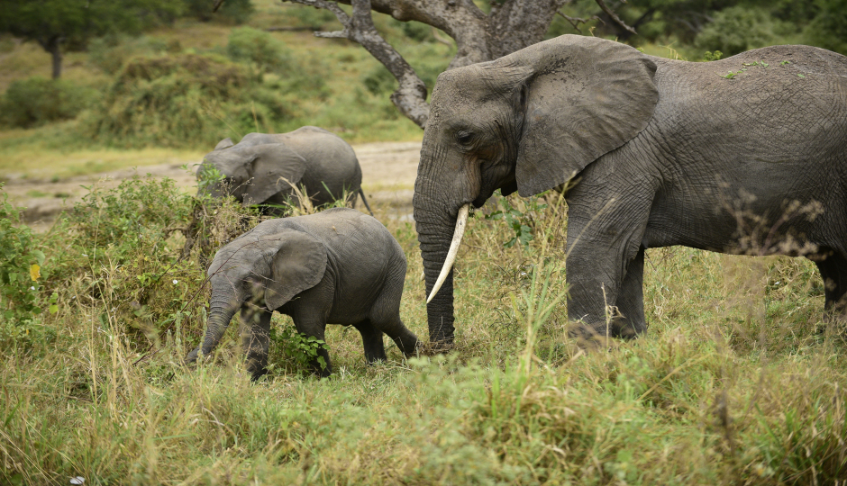  Comfort Safari Experience