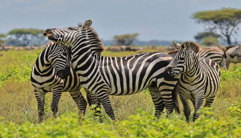 The Ultimate 6-Day Safari: Aberdares To Masai Mara