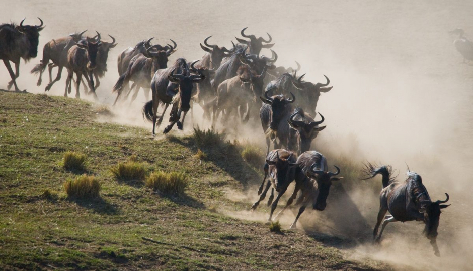 8 Days Tanzania Comfort Safari