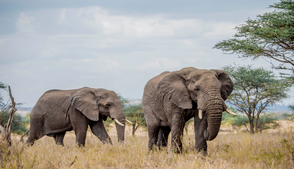 Private Budget Camping Safari