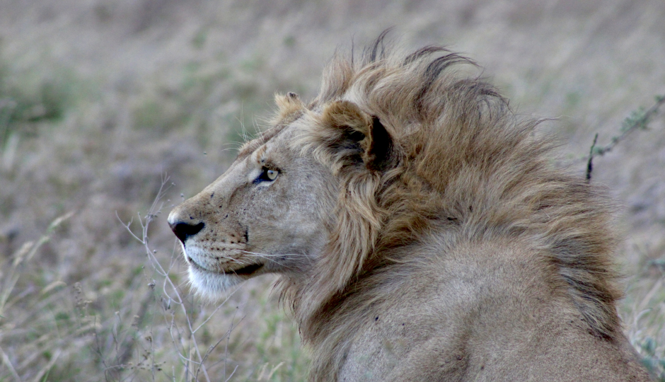 5-Day Tanzania Camping Safari Adventure