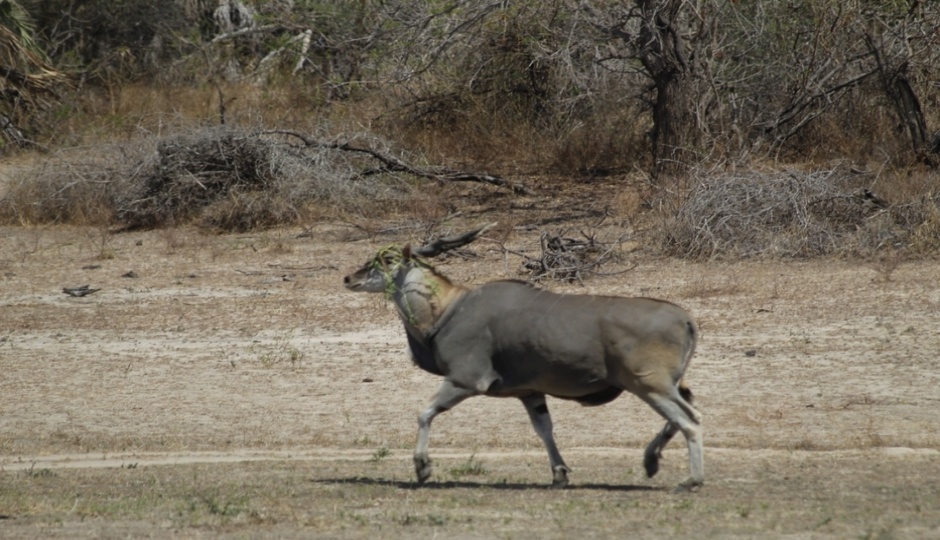 Slides Images for 2-Day Comfort Safari Experience To Nyerere National Park