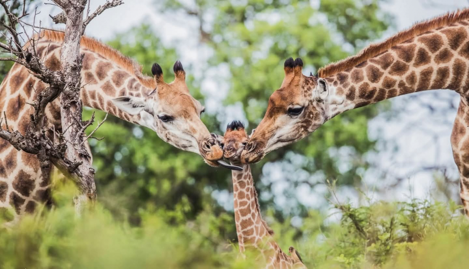 Photographic Safari Tarangire |ngorongoro| Serengeti 