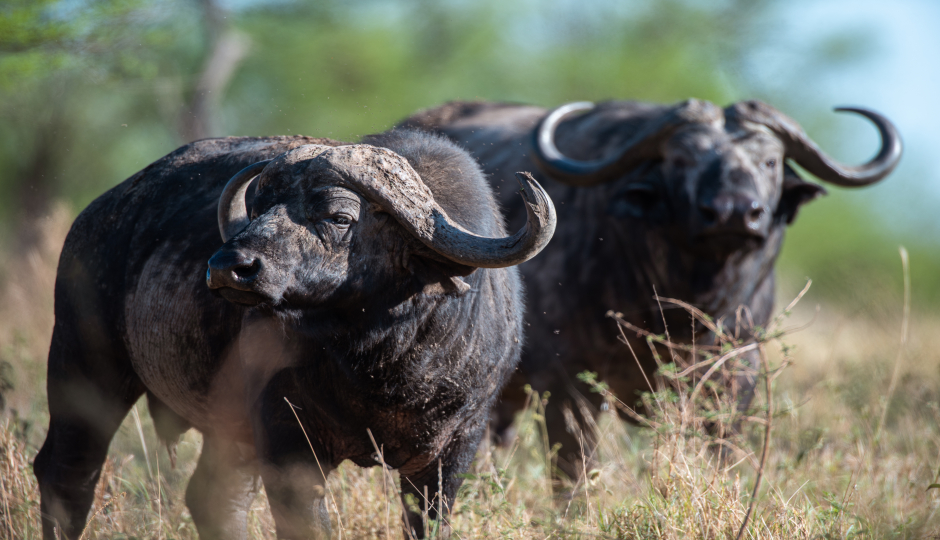 Slides Images for 3 Days Serengeti & Ngorongoro Fly-in Safari From Zanzibar Island