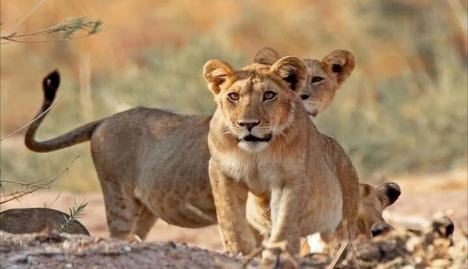 Slides Images for Great Wildebeest Migration Safari In Tanzania