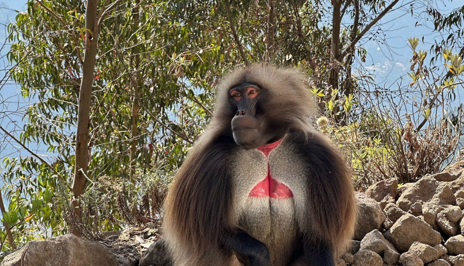 Slides Images for 3-Day Simien Mountains Trekking Adventure