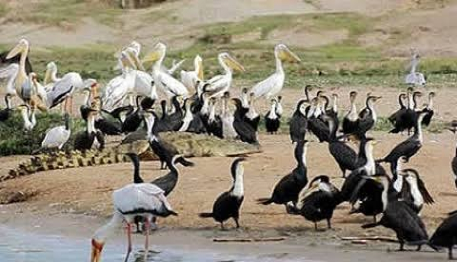 Slides Images for  Best Day Trip Lake Manyara National Park