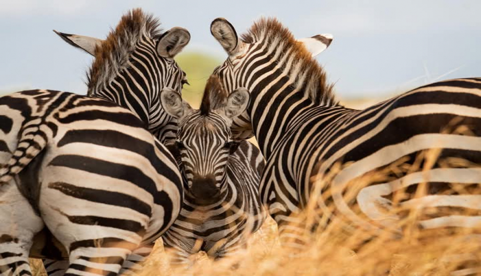 Slides Images for Budget Private Safari In Tanzania
