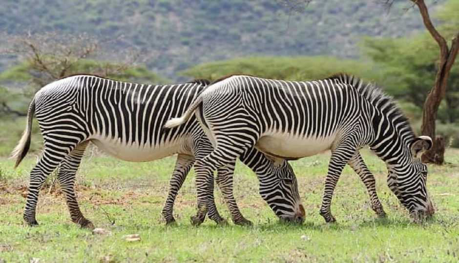 Slides Images for From Nairobi: 3-Day Tour To Samburu National Reserve