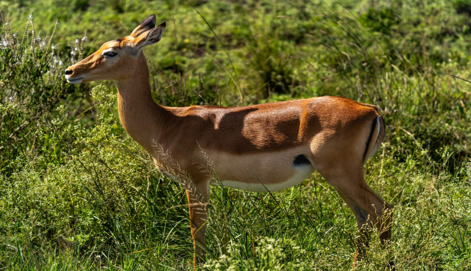 Slides Images for 3 Days  Amboseli Safari - With Mt Kilimanjaro Views.