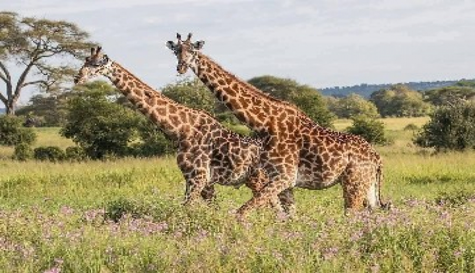 Tarangire And Ngorongoro Cultural Experience Safari