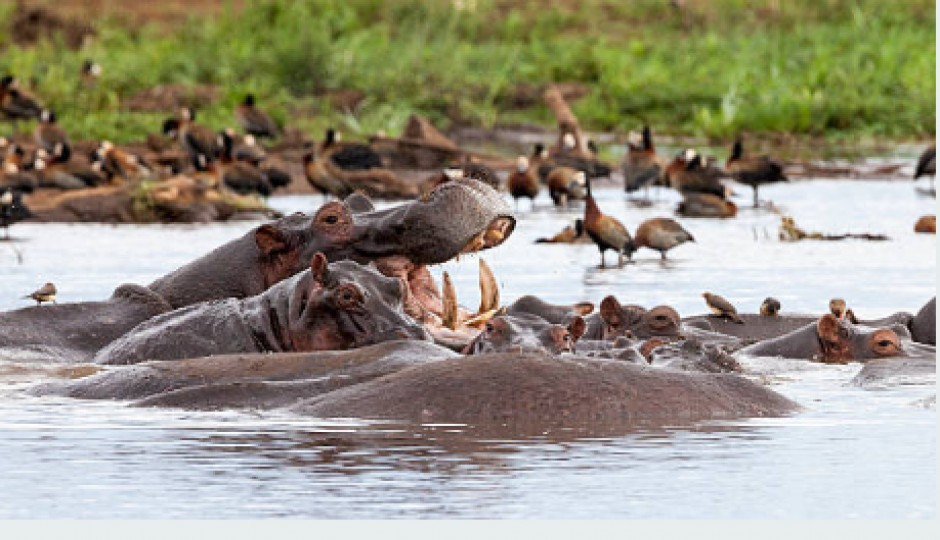 Slides Images for The Ultimate 5 Days Tanzania Wildlife Safari