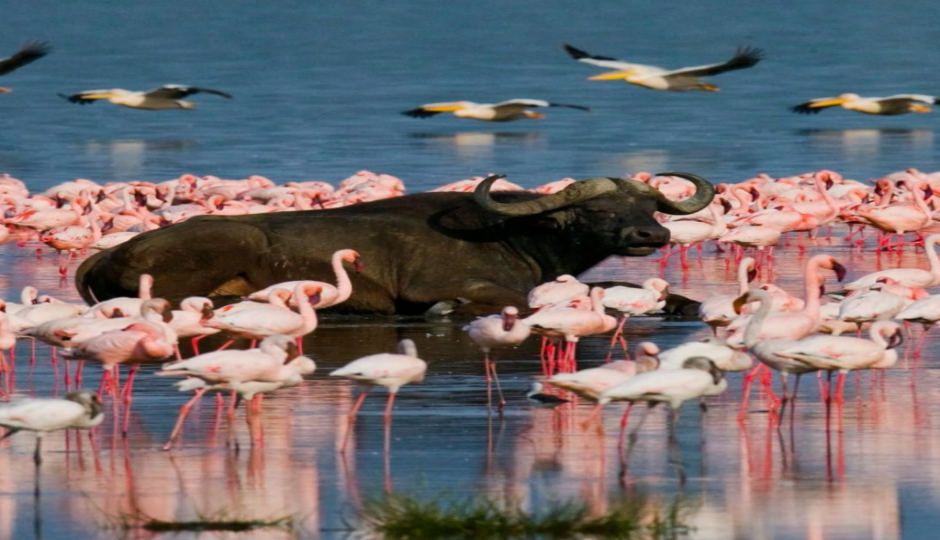 Slides Images for 7 Nights Of Unforgettable Kenyan Safari Adventures