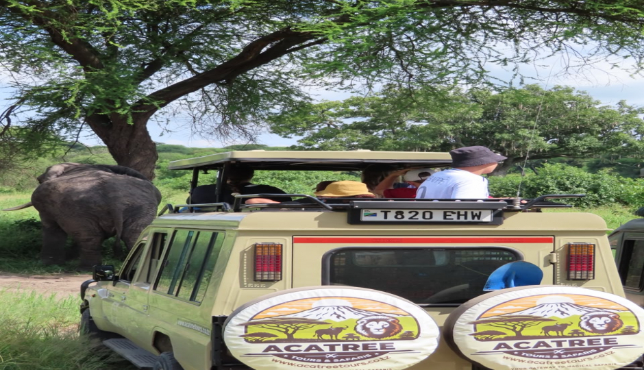 Cover Image - Acatree Tours And Safaris