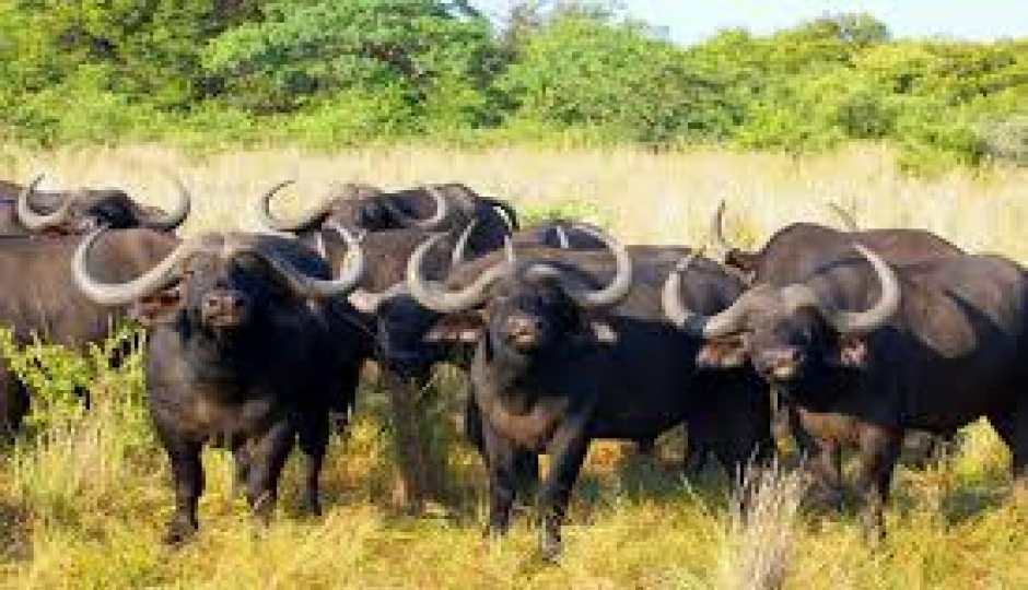 Slides Images for Ngorongoro, Mto Wa Mbu & Kilimanjaro Machame Gate Adventure