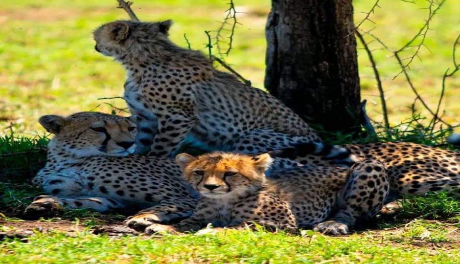 Slides Images for Experience Maasai Mara: 3-Day Safari In 4x4 Jeep