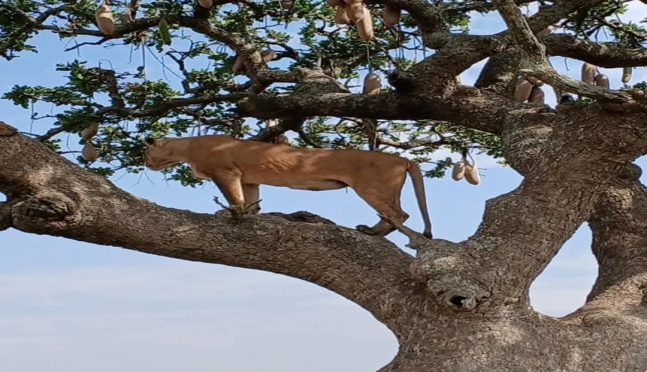 Slides Images for Tanzania Safari 2 Days