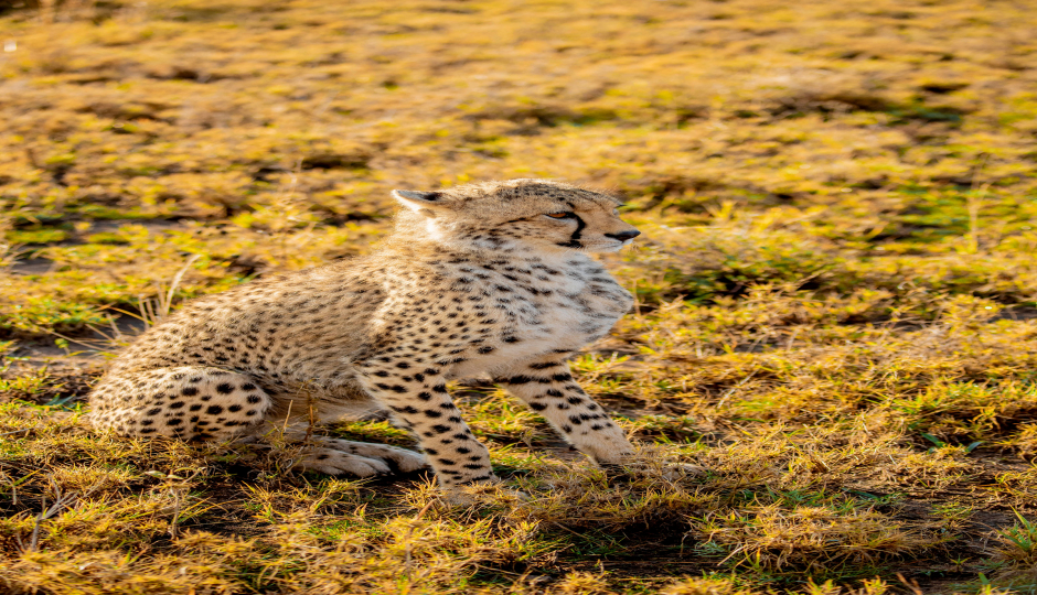 Tanzania Budget Camping Safari Joining