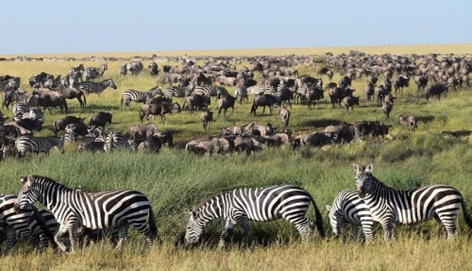 Slides Images for 3 Days Luxury Tanzania Serengeti Migration Safari