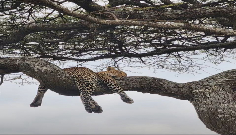 Slides Images for 5-Day Wonderful Great Migration At Mara River Crossing